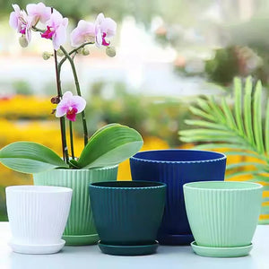 Succulent Plant Pot with Tray