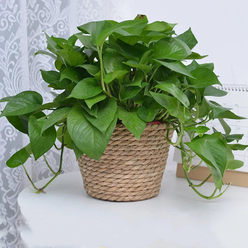 Straw Weaving Flower Plant Pot Basket