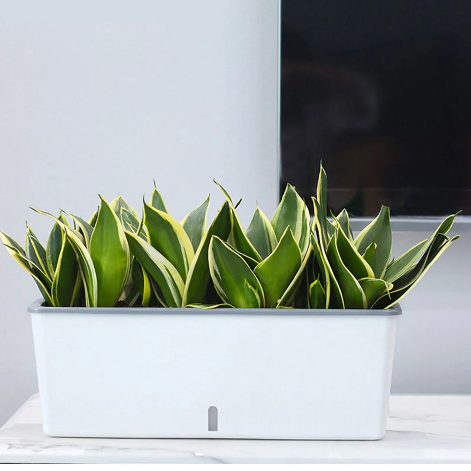 Self-Watering Planter Pot