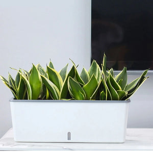 Self-Watering Planter Pot