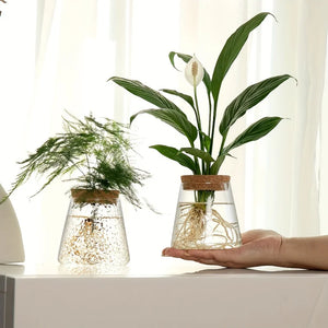 Glass Planter
