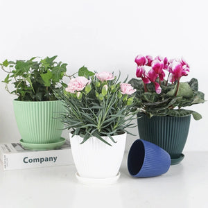 Succulent Plant Pot with Tray